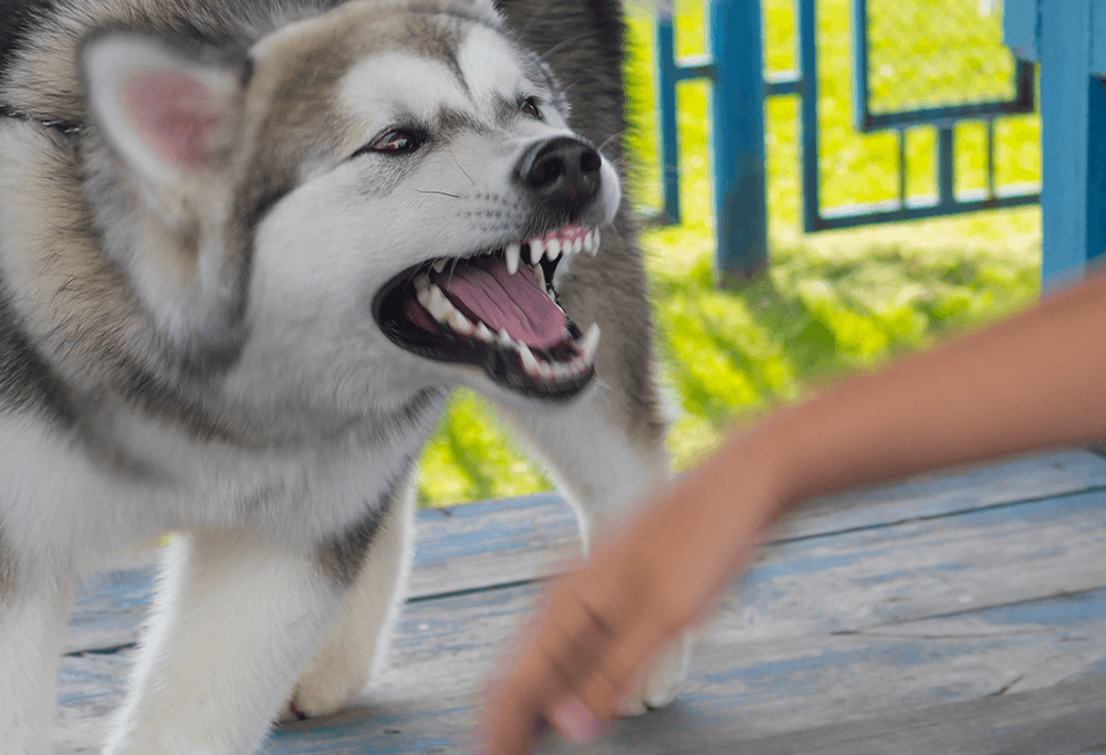 Dog Bite Laws in Hollywood